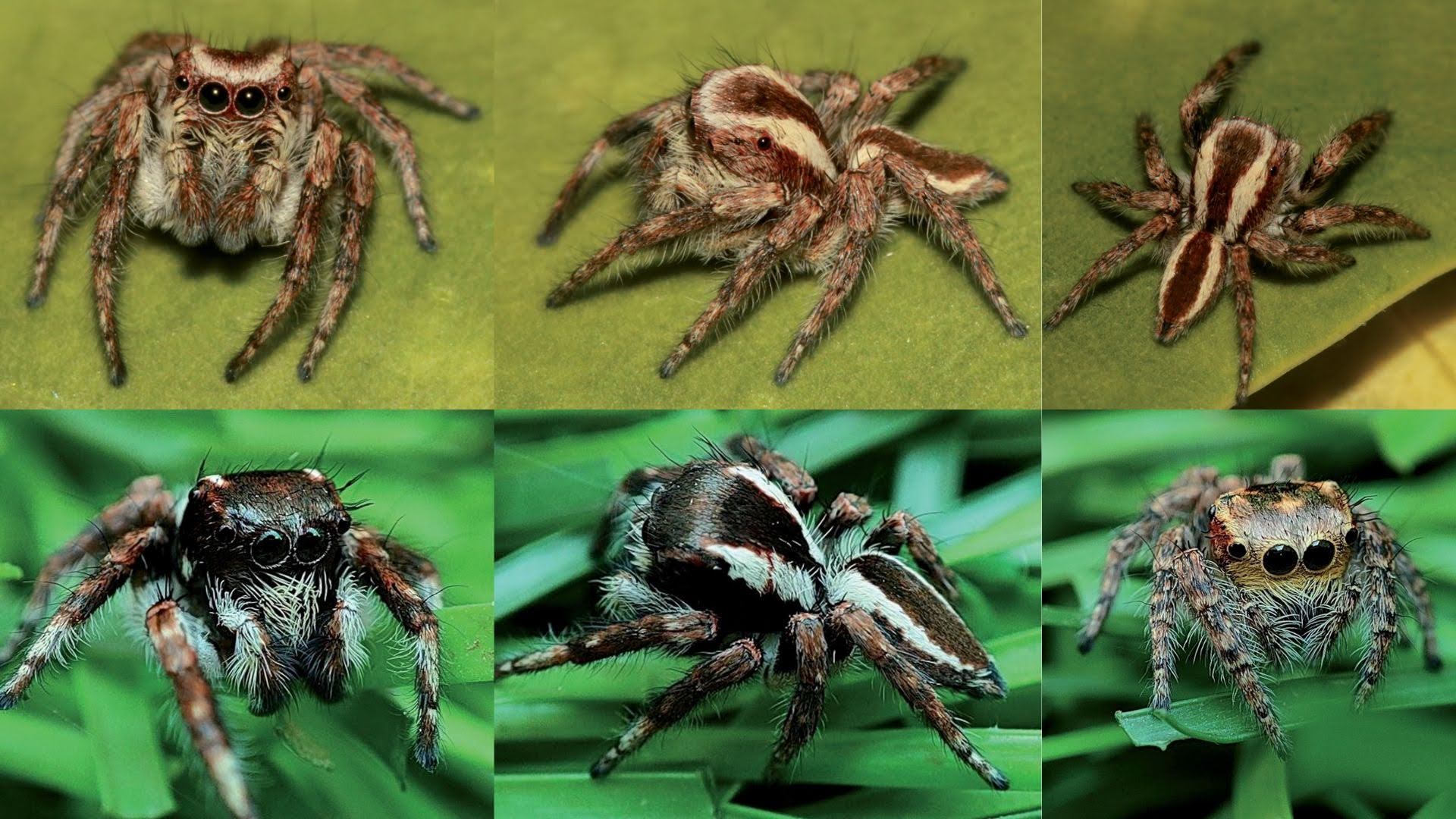 Researchers discover two new species of jumping spiders from India's arid drylands and urban parks